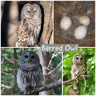 Barred Owl